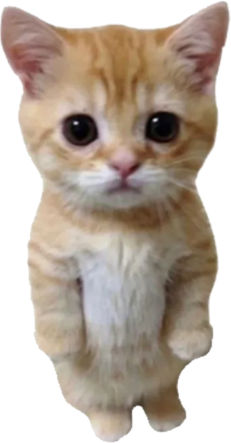 小猫咪