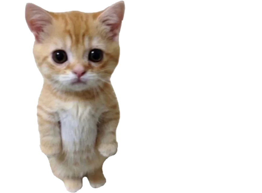 小猫咪